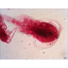 Набор готовых микропрепаратов LEVENHUK N38 NG 29278